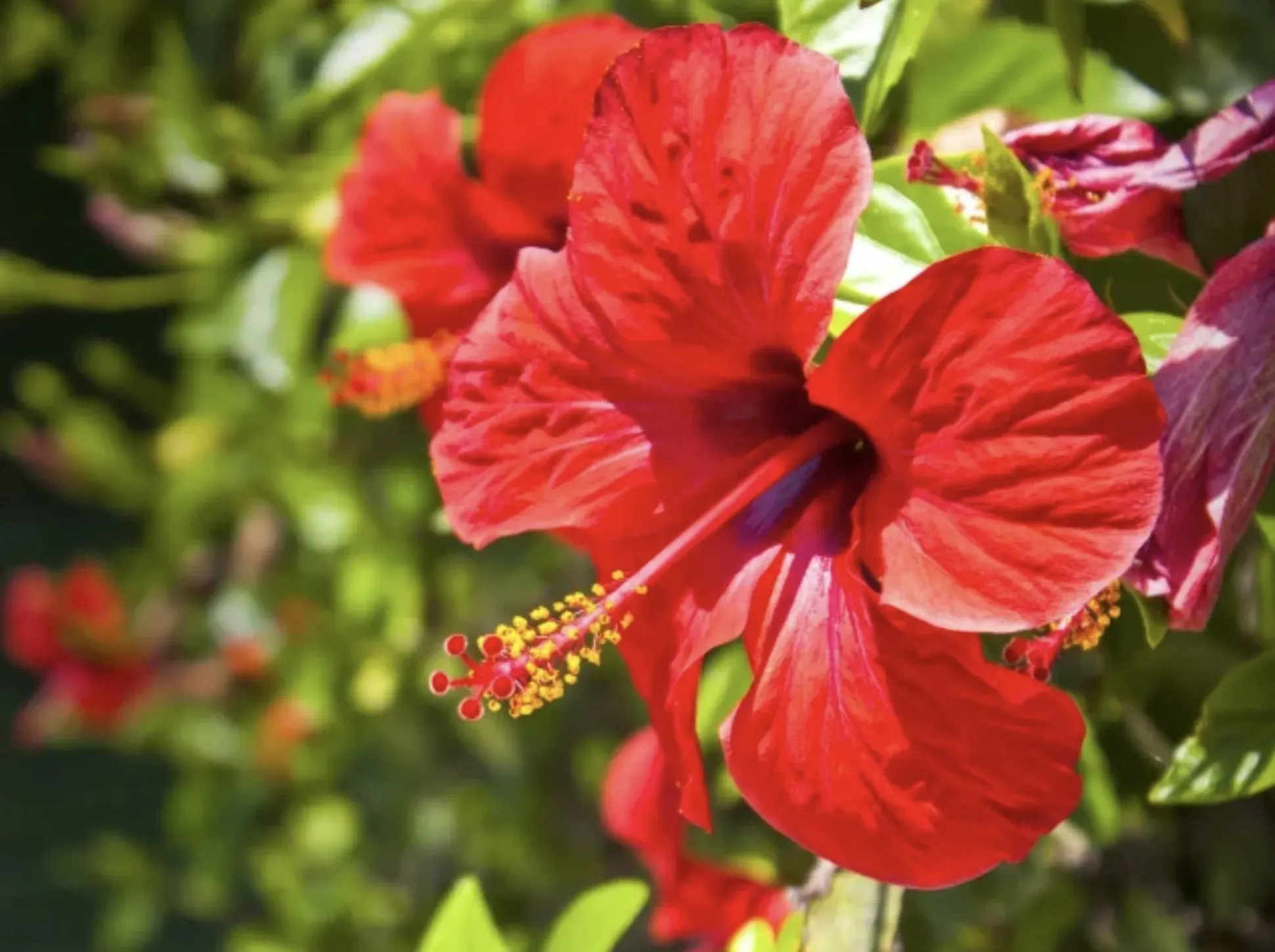 Gros plan sur une fleur d'hibiscus rouge éclatant dans un jardin.