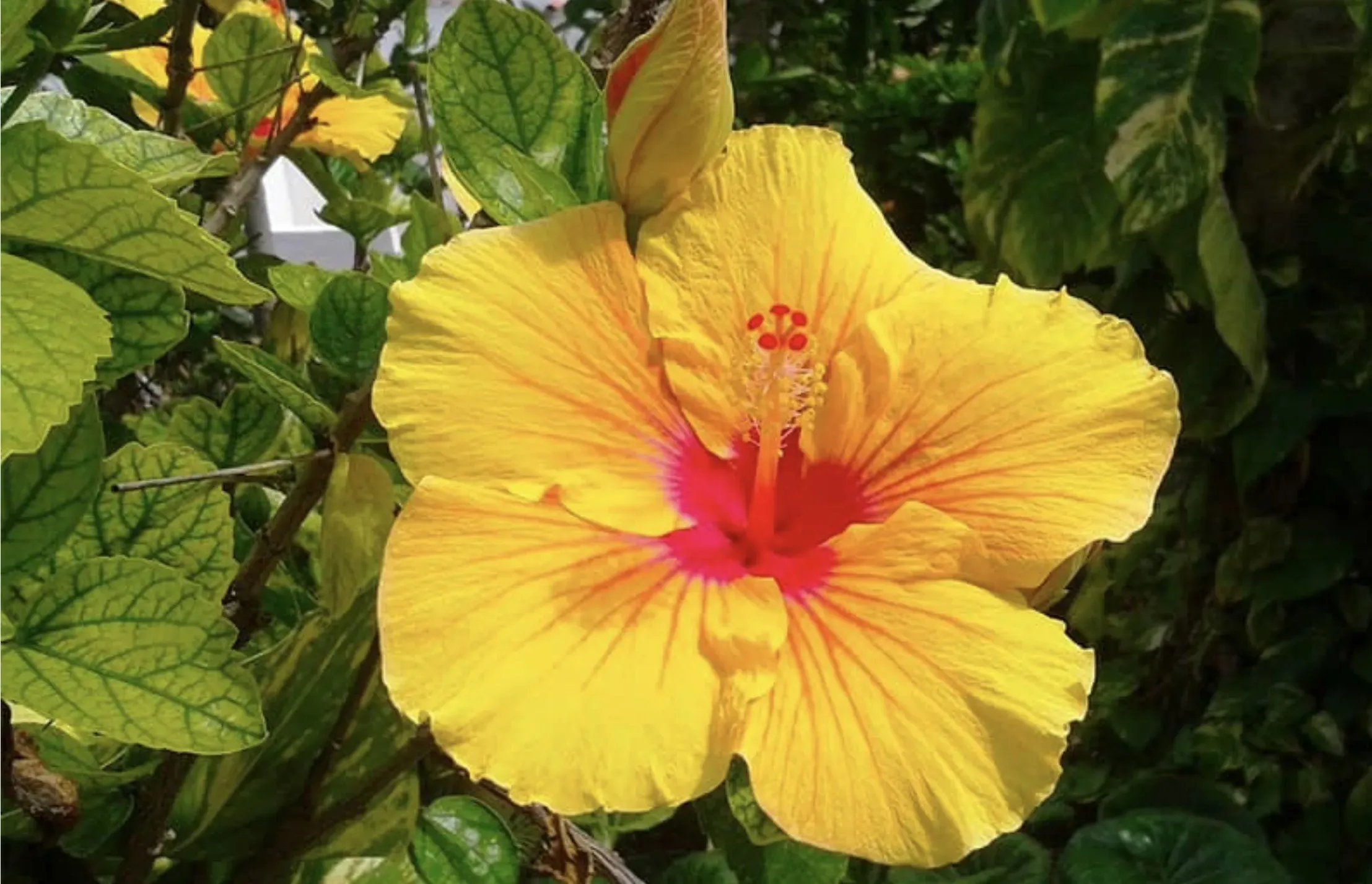 Superbe fleur d'hibiscus jaune au cœur rouge en plein épanouissement.